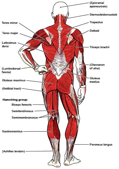 The extrinsic group originate from the torso and attach to. Muscles of the Upper Extremities. Muscles of the Trunk