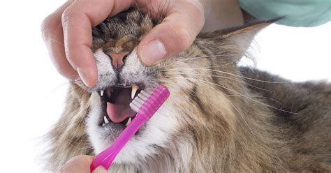 Mouth Pain In Cats Pdsa