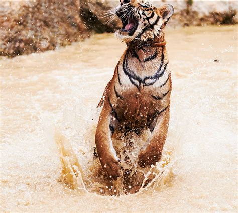 Best Jumping Tiger Stock Photos Pictures And Royalty Free Images Istock