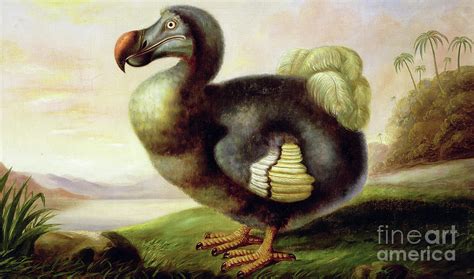 Study Of A Dodo Painting By F Hart