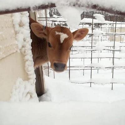 How Do Cows Stay Warm Cows In The Winter U S Dairy