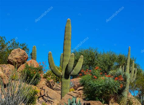 Desert Cactus Landscape In Arizona — Stock Photo © Nflane 166880014