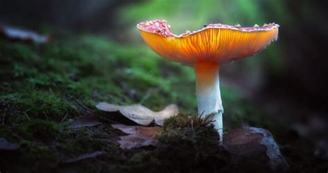 Bitter Blockers Allow Functional Mushrooms To Shine Tastesnatural