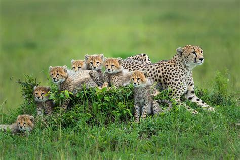 Animal Cheetah Hd Wallpaper