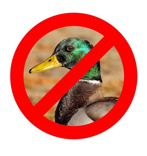 Avian Flu Reaches Oregon Wildlife Images Cannot Accept Waterfowl