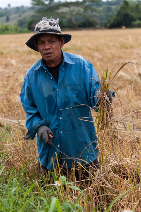 Filemaechan Thailand Rice Farmer 01 Wikimedia Commons