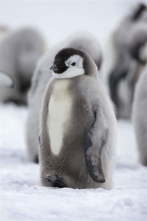 These Adorable Photos Of Antarcticas Emperor Penguins Will Warm Your