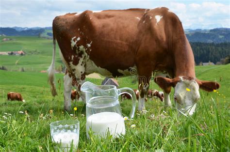 Milk And Cows Stock Image Image Of Ecologic Country 40363917