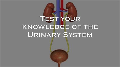 Test Your Knowledge Of The Urinary System Youtube