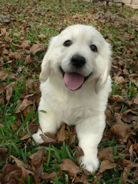 Four puppies evolved from this crossing which therefore. The cutest!! English cream golden retriever: | Dogs golden ...