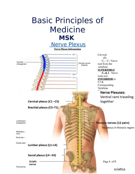 Nerve Plexus Page Of Basic Principles Of Medicine MSK Nerve Plexus Nerve Plexus