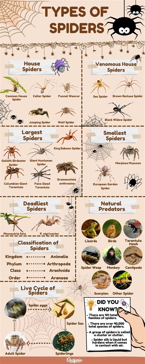 Spider Identification Chart Vlrengbr