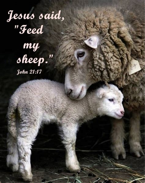 Seeds Of Harvest Jesus Said Feed My Sheepjohn 2117