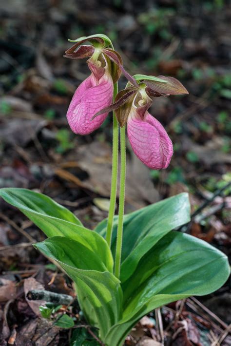 Cypripedium Acaule Pink Lady S Slipper Orchid This Morni Flickr