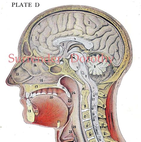 This is a cross section through decalcified bone. Cross-Section Human Head Brain Anatomy Lithograph Illustration