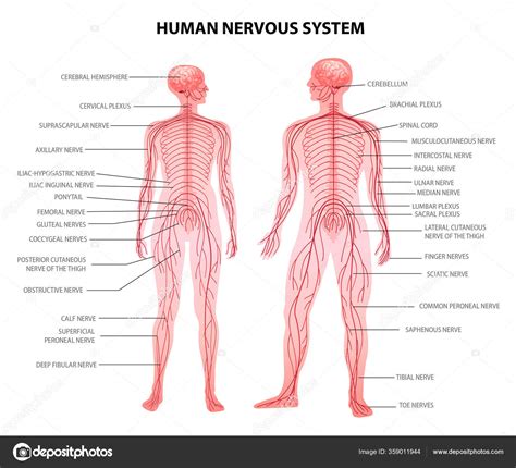 Human Nervous System Stock Vector By ©macrovector 359011944