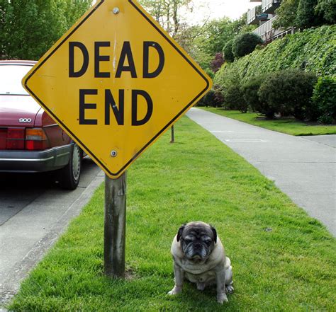Roscoe With Dead End Sign This Dead End Sign Is Roscoes M Flickr