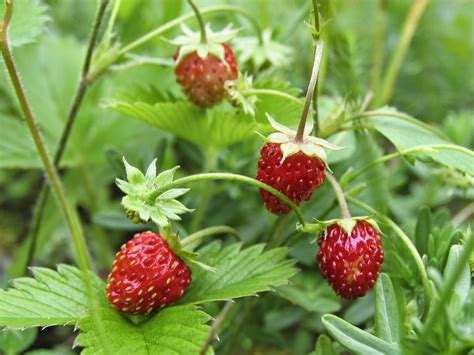 Weed That Looks Like Strawberry Plant Is Of The Most Invasive Sep