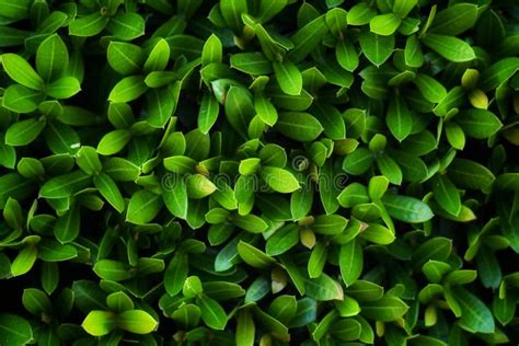 Full Frame Sharp Green Leaves For Background With Shadow Light Stock