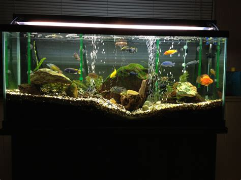 Planted Cichlid Aquarium Aquascape Ideas