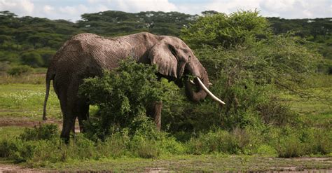 Africa Forest Elephant Now Critically Endangered Afrik 21