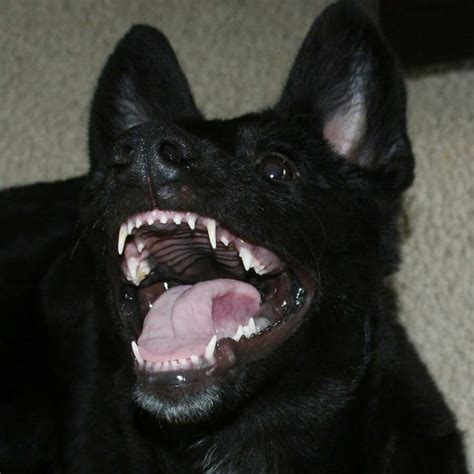 Pinterest Scary Dogs Dog Teeth Bad Dog