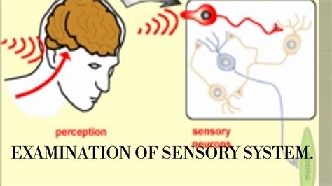 Clinical Physiology Examination Of Sensory System Youtube