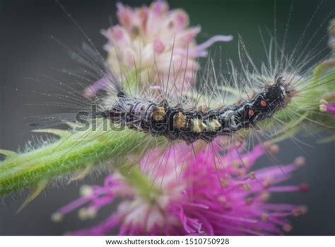 Closeup Tussock Moth Larvae Caterpillar On Stock Photo 1510750928