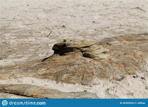 Wind And Water Sculpted Rock On Sand Beach Stock Photo Image Of Rock