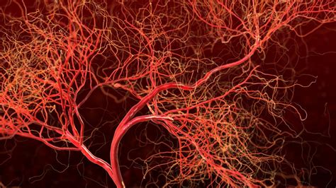 Blood Vessel Formation Has Implications For Cancer And Other Diseases