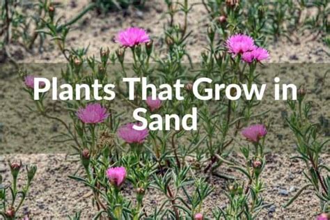 15 Plants That Grow In Sand How To Grow Plants In Sandy Soil