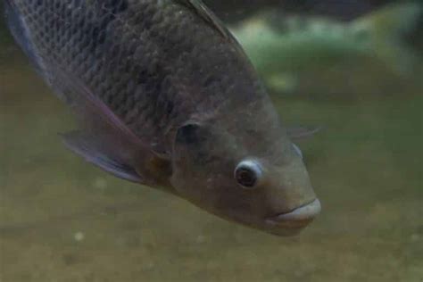 Blue Tilapia Vs Nile Tilapia Comparing Their Differences Funcfish