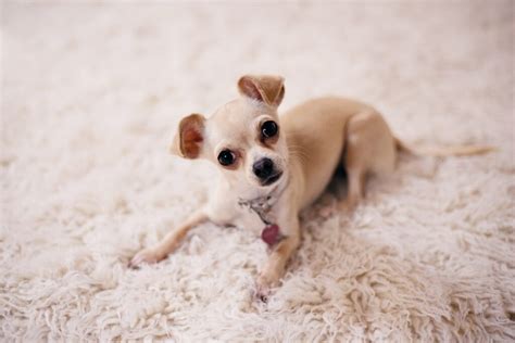 21 Things To Know About Chihuahuas