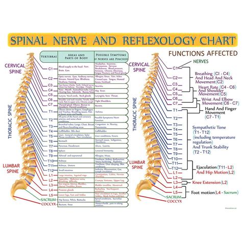 Spinal Nerve And Reflexology Infographic Print By Hearts For Etsy