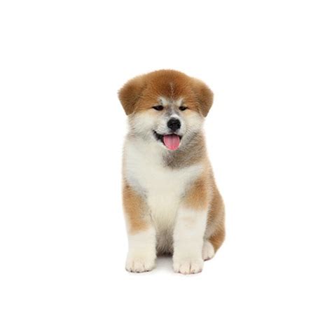 We can deliver your new fur baby to you in southern california / los angeles area. Akita Puppies - Petland Las Vegas, NV