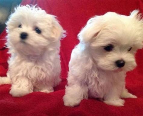 Adorable Teacup Maltese Puppies Ready For Rehoming San Diego Animal