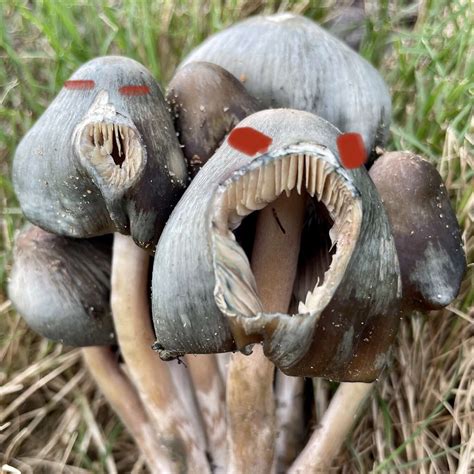 Mushroom Id Northern Virginia Mushroom Hunting And Identification