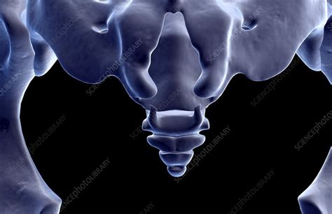 The Bones Of The Tail Bone Stock Image F0018630 Science Photo