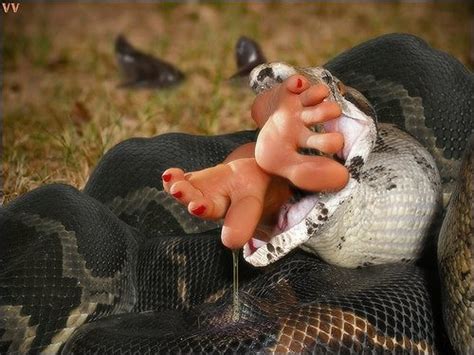 Eaten By A Snake Snake Vore Google Voreville To Find M Flickr
