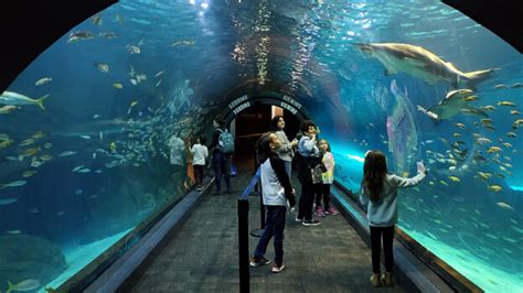 Adventure Aquarium In New Jersey What To Expect On Your Visit Where
