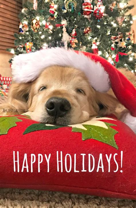 Happy Holidays Dogs Golden Retriever Golden Retriever Christmas Dog