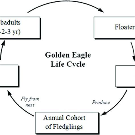 Golden Eagle Life Cycle Doi101371journalpone0172232g003