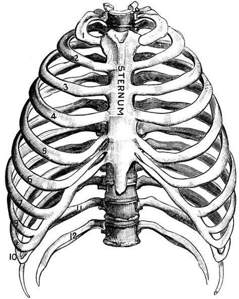 Rib cage, basketlike skeletal structure that forms the chest, or thorax, made up of the ribs and their corresponding attachments to the sternum and the vertebral column. sternum | Human skeleton, Anatomy art