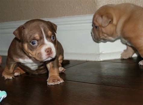 Good morning from my rainbow, the best colors in a litter 6 weeks and they grow very well satisfied with them english bulldog ⭐ lovebully tricolor home of colour. BEST CHAMPAGNE, LILAC, CHOCOLATE & TRI COLOR AMERICAN ...