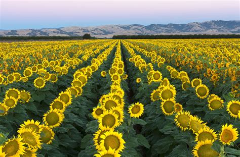 Sunflower Fields In Yolo County Ca Fm Forums