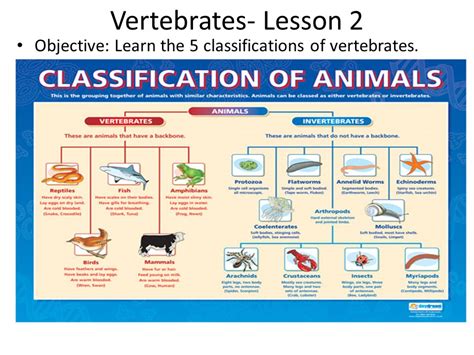 Alligator warming in the sun bear shedding fur squirrel reproducing young … cougar hunting. Vertebrates - 7th Grade Science