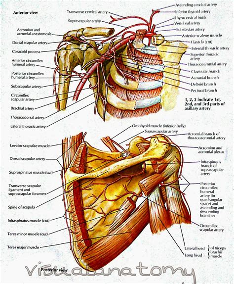 Visual Anatomy Axillary Artery And Anastomoses Around Scapula