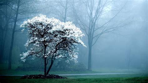 Lone Snow White Tree High Definition High Resolution Hd Wallpapers