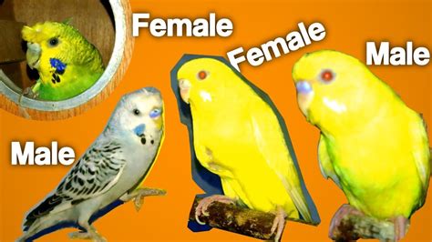 Budgies Ka Gender Sex Kaise Check Karen Male Vs Female Youtube