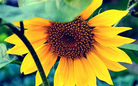 55 Trends For Summer Sunflower Background Computer Summer Background